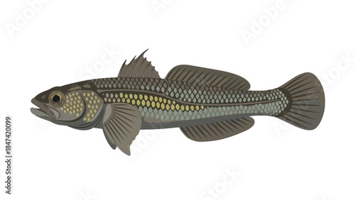 Detailed illustration of a single freshwater fish species showcasing scales fins and distinct coloration against a plain background