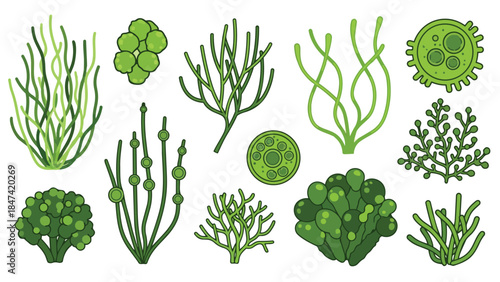 Diverse Assortment of Green Seaweed and Algae Illustrations on a Clean White Background