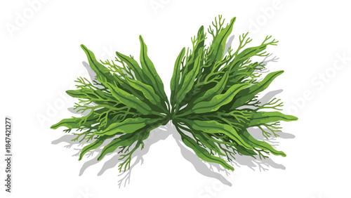 Vibrant green fern fronds unfurling with delicate branching patterns against a crisp white backdrop