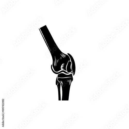 Knee Joint Anatomy Illustration