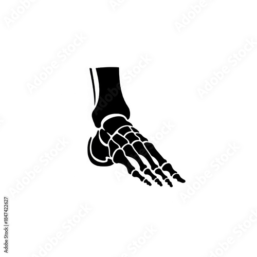 Human Foot Skeleton Anatomy Illustration