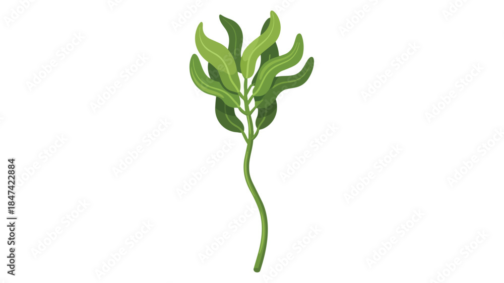 Fototapeta premium Stylized green plant with wavy leaves on a plain white background, simple botanical illustration