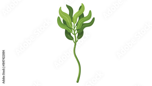 Stylized green plant with wavy leaves on a plain white background, simple botanical illustration