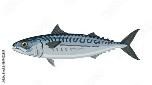 A Detailed Illustration of a Mackerel Fish with Distinctive Wavy Markings and Fins
