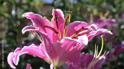 Stingless bees suck nectar from lily pollen.
