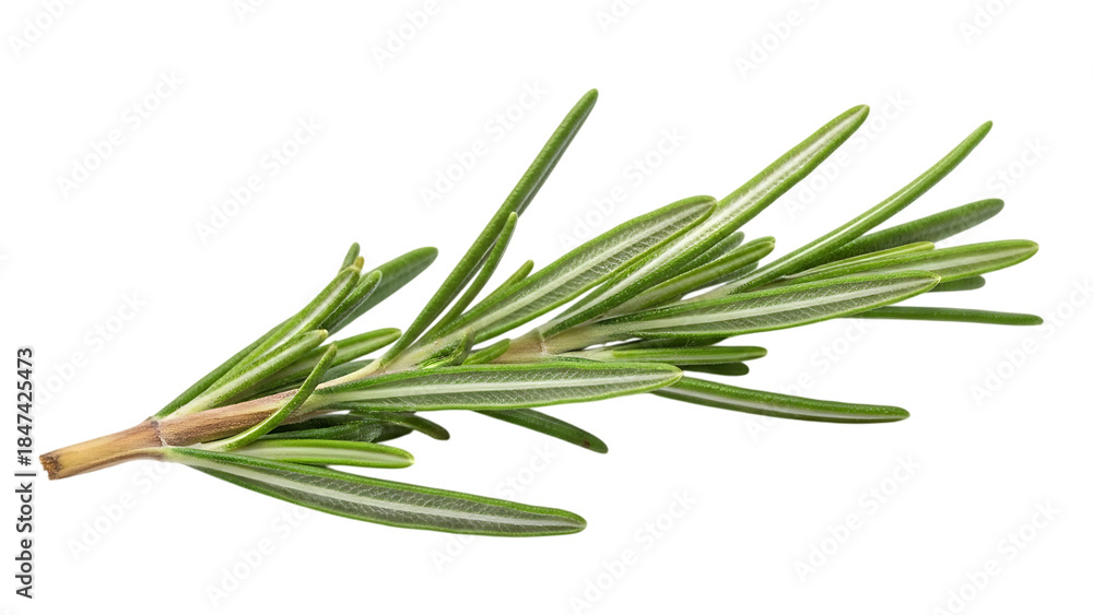 Fototapeta premium Fresh Green Rosemary Sprig with Textured Leaves, isolated on transparent background, aromatic herb.