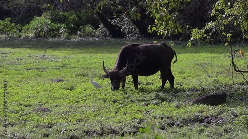 Thai buffalo is feeding in the rural rural countryside grasslands of Thailand.