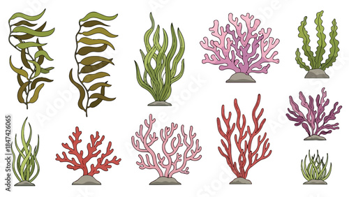A vibrant assortment of various marine plants and colorful coral formations illustrating the rich biodiversity of healthy underwater ecosystems,