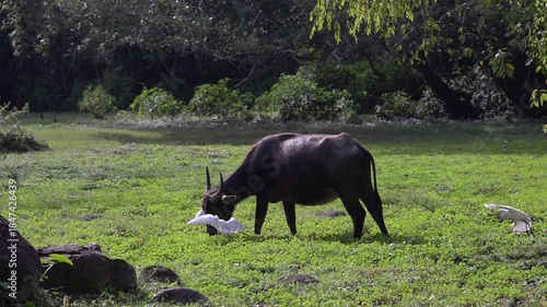Thai buffalo is feeding in the rural rural countryside grasslands of Thailand.