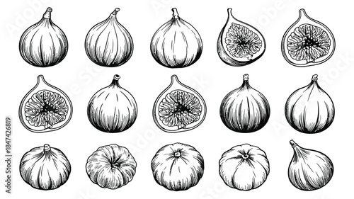 A wonderful assortment of hand drawn fig sketches featuring whole fruits and cut halves with visible seeds