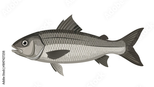 Detailed illustration of a grey-scaled fish with prominent fins swimming gracefully, depicted in a versatile vector art style for aquatic themes and