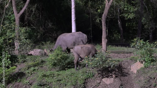 Thai buffalo is feeding in the rural rural countryside grasslands of Thailand.