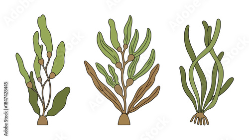 Illustrated collection of diverse aquatic flora specimens against a pristine white background artwork depicting various marine plant types for