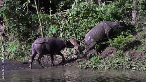 Thai buffalo is feeding in the rural rural countryside grasslands of Thailand.