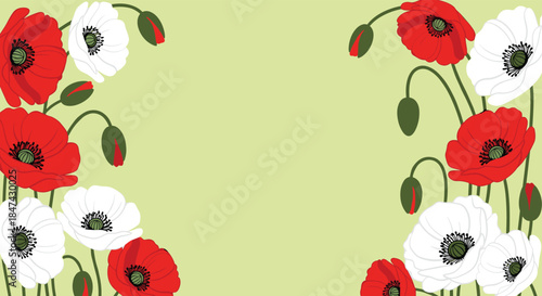 Vibrant red and white poppy flowers and buds frame a serene light green background, perfect for spring and summer designs.