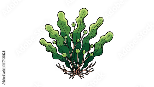 Vibrant illustration of a healthy green seaweed plant with delicate tendrils and small green spheres emerging from its stems and branches