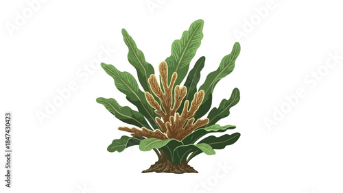 Vibrant Fern Plant Illustration Against a Crisp White Background Showcasing Lush Green Foliage