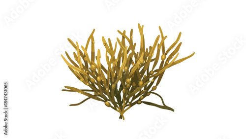 Detailed Botanical Illustration of a Single Branching Seaweed Specimen with Tiny Spherical Pods