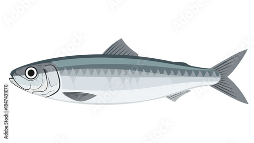 Stylized Illustration of a Silver Sardine Fish Depicting Marine Life and Aquatic Ecosystems