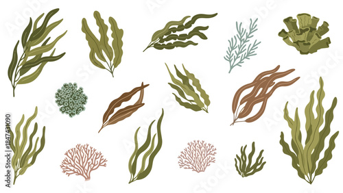Collection of diverse seaweeds and marine flora illustrations on a white background, showcasing organic shapes and natural colors