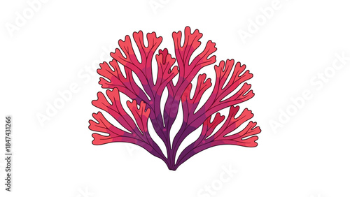 Vibrant illustration of a branching red algae with gradient coloration on a white background