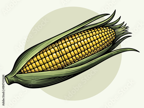 An illustration of a fresh ear of corn with its green husks peeled back to reveal the yellow kernels.