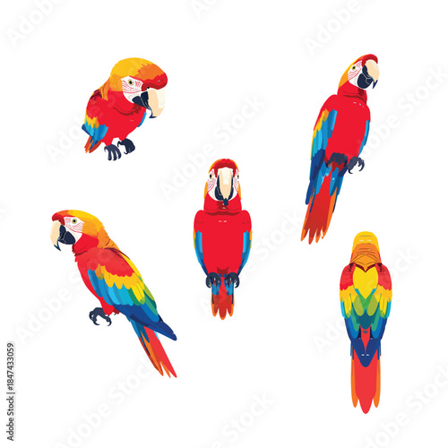 Macaw Vector Illustration Set with Multiple Views and Poses