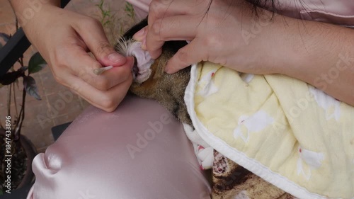 Cleaning Cat Ears with Cotton: Person Grooming Tabby Feline Pet Ear Hygiene Care Treatment Close-up Detail