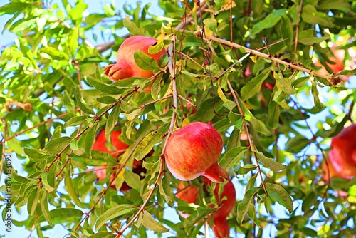 Ripe bright red pomegranates on branches against a blue sky