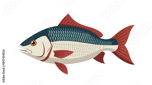 A detailed illustration of a single, stylized aquatic fish with distinct red fins and blue scaled dorsal area set against a plain white background