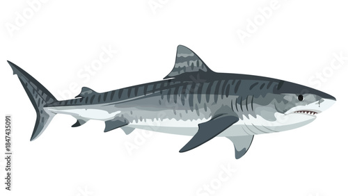 Illustrative depiction of a formidable tiger shark showcasing its distinctive stripes and predatory features on a clean white backdrop for versatile