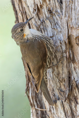 Australian White-throated Treecreeper searching for food beneath tree bark