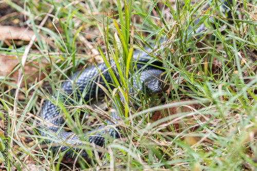 Australian Red-bellied Black Snake basking in grassy habitat