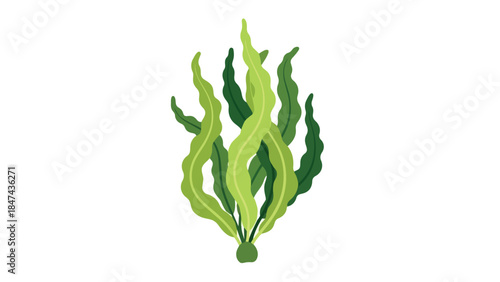 Vibrant green kelp plant illustration isolated on a clean white background suggesting marine life and underwater ecosystems