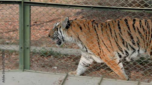 bengal tiger walking behind fence inside wildlife park enclosure