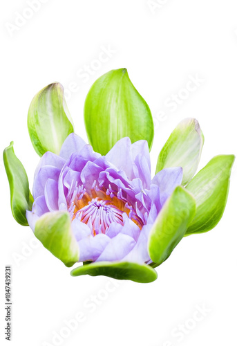 Purple Lotus Flower Isolated Cut Out on Transparent Background,PNG.