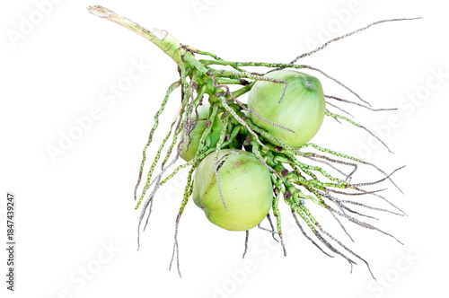 Coconut Fruit Isolated, Cut Out for Transparent Background, PNG