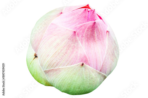 Pink Sacred Lotus Flower Isolated Cut Out on Transparent Background,PNG.