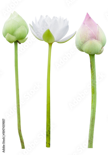 Sacred Lotus Callection Flower Isolated Cut Out on Transparent Background,PNG.