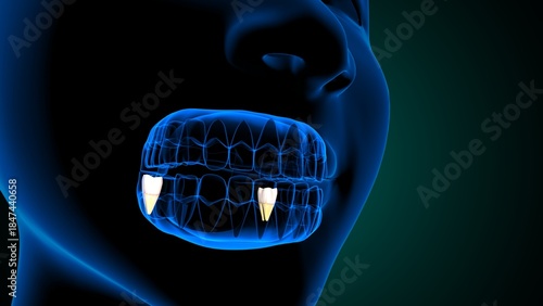 Teeth molar anatomy. 3d illustrations