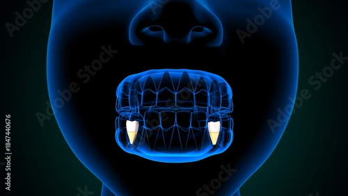 Teeth molar anatomy. 3d illustrations