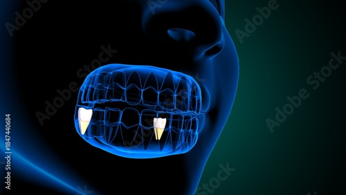 Teeth molar anatomy. 3d illustrations