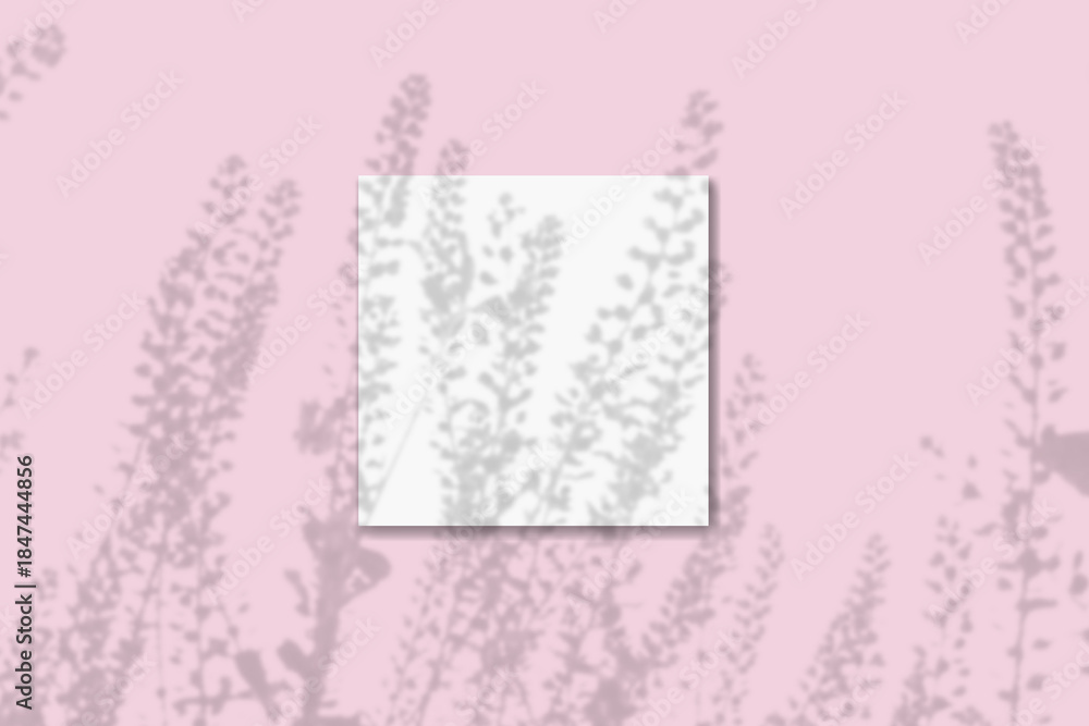 custom made wallpaper toronto digitalNatural light casts shadows from the field grass on square sheet of white paper lying on a pink background. Mockup