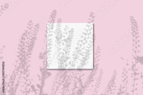 Wallpaper Mural Natural light casts shadows from the field grass on square sheet of white paper lying on a pink background. Mockup Torontodigital.ca