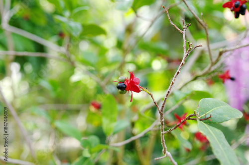 赤と黒の実をつけるミッキーマウスの木