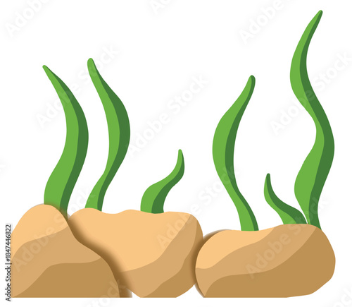 Cartoon Seaweed Illustration. Swaying kelp, Aquarium Plants, underwater planting corals and stones Isolated on white. Vector marine life. Green algae for food. 
