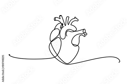 A continuous line drawing of a human heart on a white background.