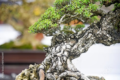 Bonsai tree in details and close up