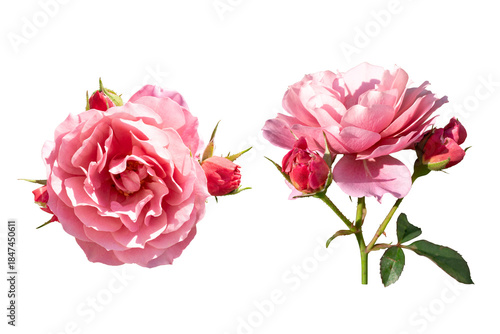 pink roses isolated on white