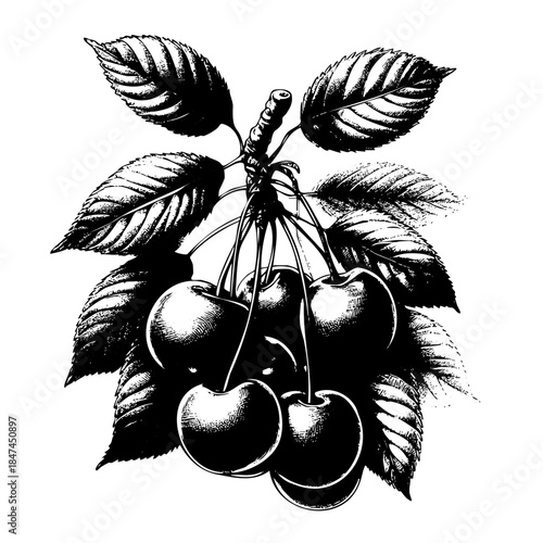 Black and white drawing of a cherry tree with five cherries on it. The cherries are small and clustered together, and the leaves are dark green